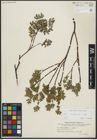 Foto von Salix repens subsp. repens L.